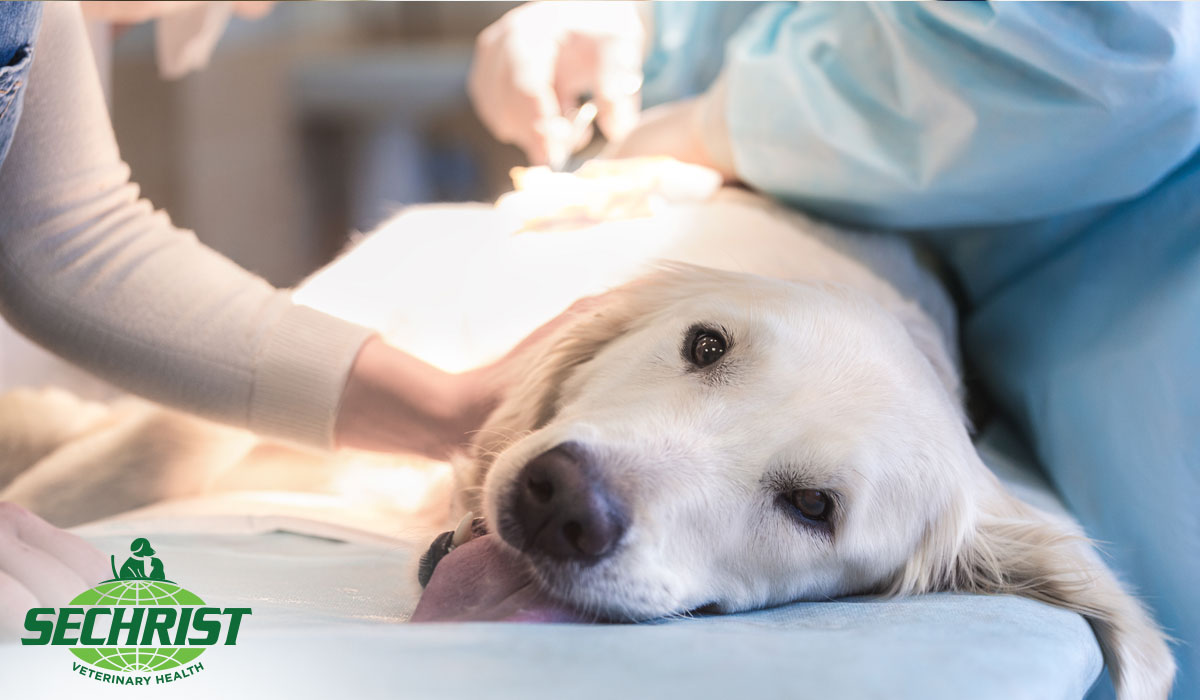 Best Post Surgical Recovery for Pets
