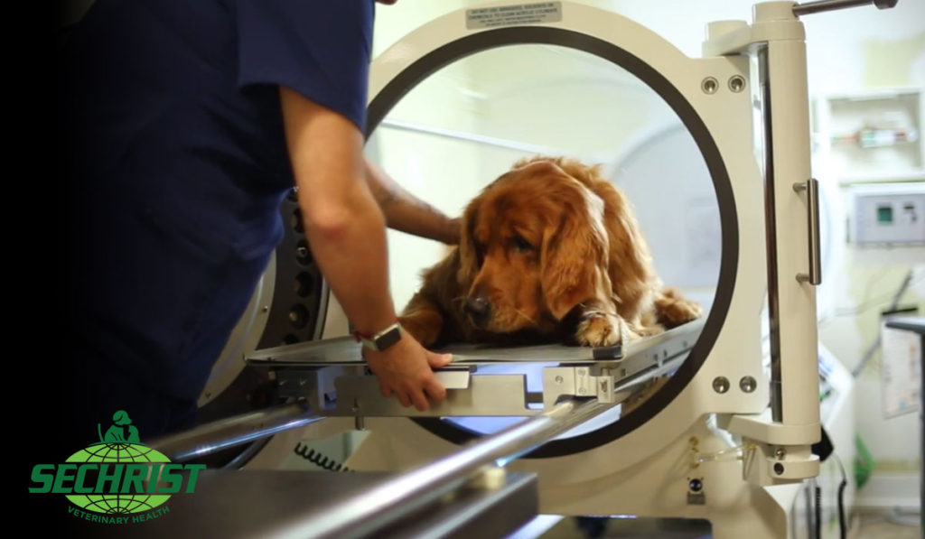 Dog Hyperbaric Oxygen Treatments