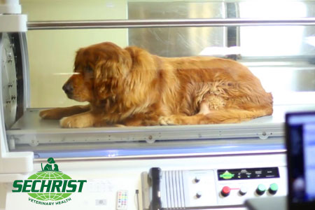 Dog inside Hyperbaric Chamber