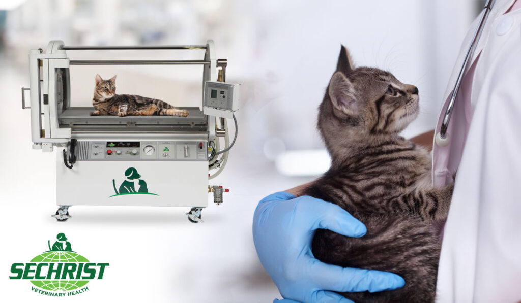 Enhancing Post Surgical Treatment & Care with HBOT for Cats