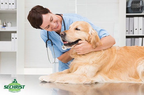 Ensure Your Pet has the Best Treatment