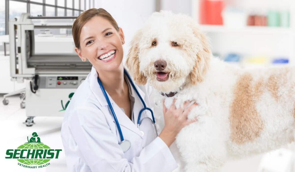 HBOT Chamber Options for Veterinarians