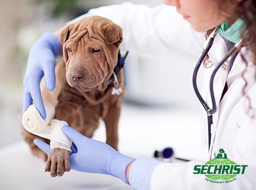 HBOT Pet Inflammation Treatment