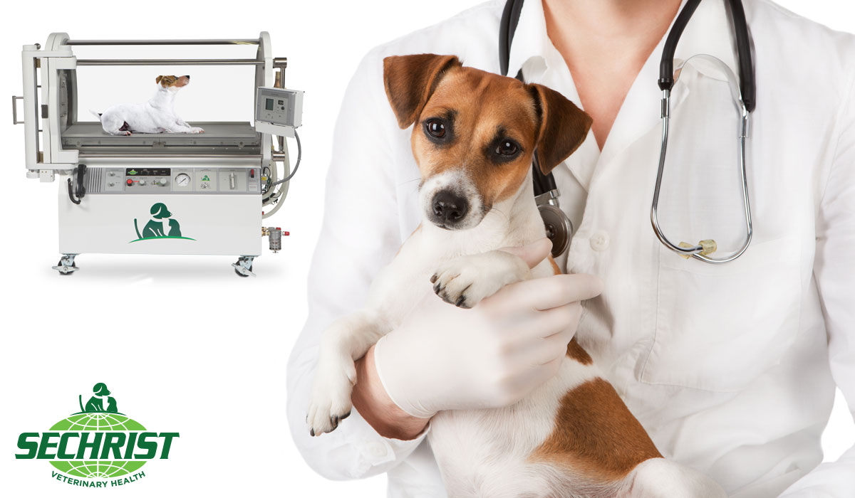 Holistic HBOT Treatment for Pets
