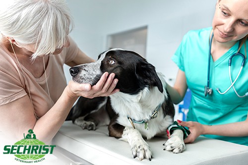 Holistic Hyperbaric Oxygen Treatment for Pets