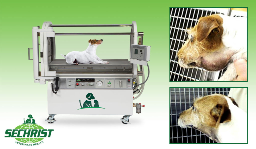 How Hyperbarics is Saving Pets