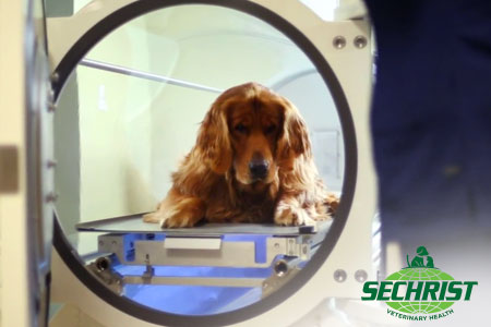 Hyperbaric Animal Treatment