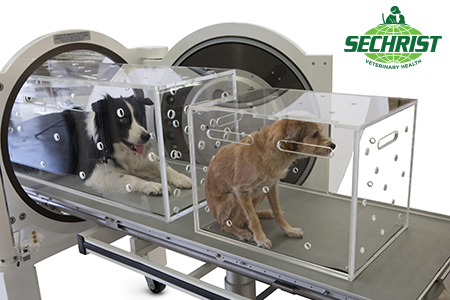 Hyperbaric Treatment for Animals