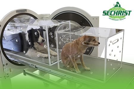 Hyperbaric Treatment for Pets Investment