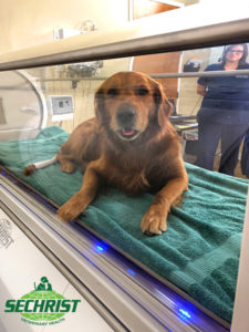 Hyperbaric Veterinary Chamber