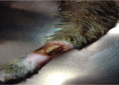 Non-Healing Wound in a Feline Post-Op
