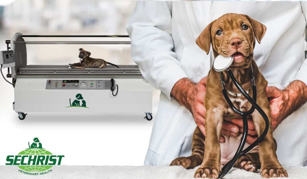 Offer Holistic Hyperbaric Oxygen Treatment for Pets