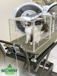 kitten incubator with oxygen