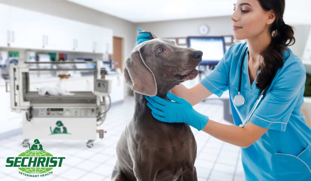 Oxygen Therapy for Veterinarians