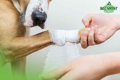 Pet Wound Healing Process