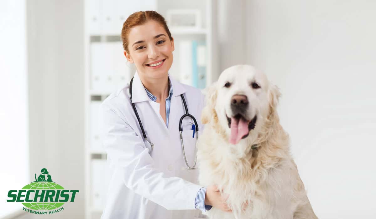 Physical Rehabilitation For Pets with Hyperbaric Oxygen Therapy