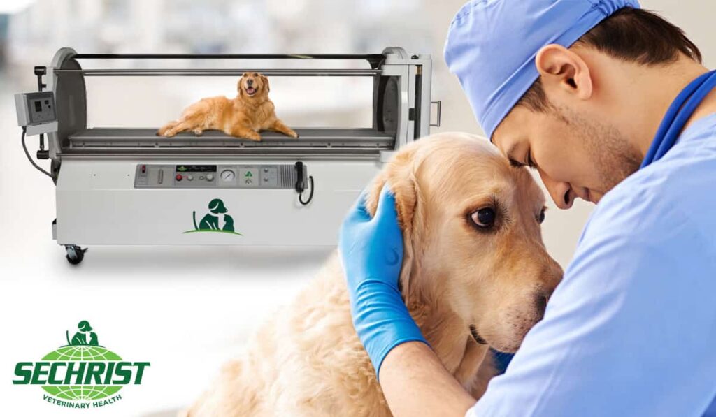 Veterinary HBOT for Trauma Related Cases in Animals