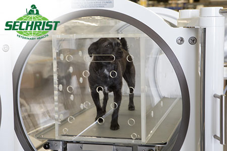 hyperbarics is saving pets