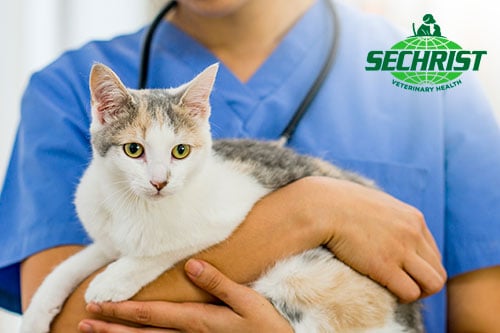 Enhancing Post Surgical Treatment and Care with HBOT for Cats